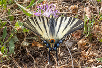 Iphiclides poladirius-9235- Fontaine lès Dijon - 13/07/26