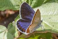 Plebejus argyrognomon ♀-9051 - Fontaine -les-Dijon - 13/07/26