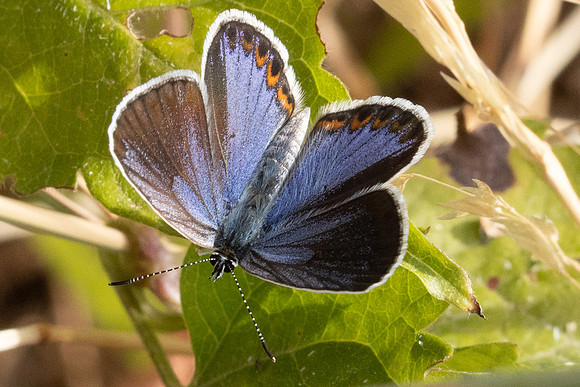 Plebejus argyrognomon ♀-9058 - Fontaine -les-Dijon - 13/07/26