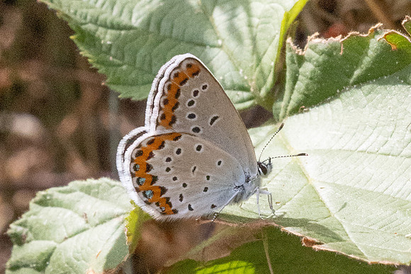 Plebejus argyrognomon ♀-9046 - Fontaine -les-Dijon - 13/07/26