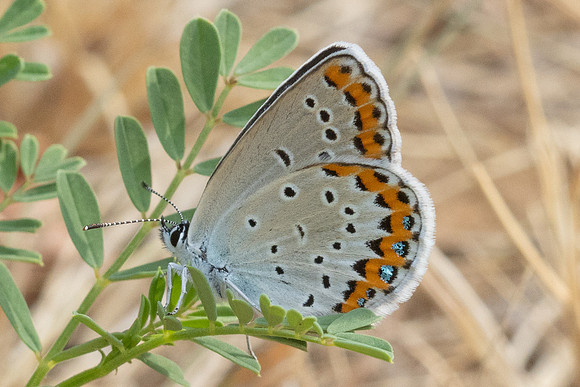 Plebejus argyrognomon ♀-9061 - Fontaine -les-Dijon - 13/07/26