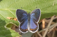 Plebejus argyrognomon ♀-9057- Fontaine -les-Dijon - 13/07/26