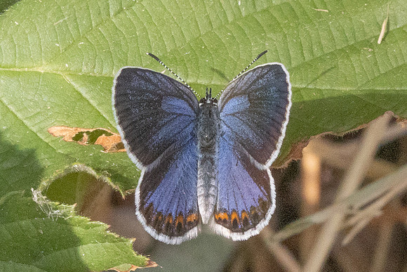 Plebejus argyrognomon ♀-9057- Fontaine -les-Dijon - 13/07/26