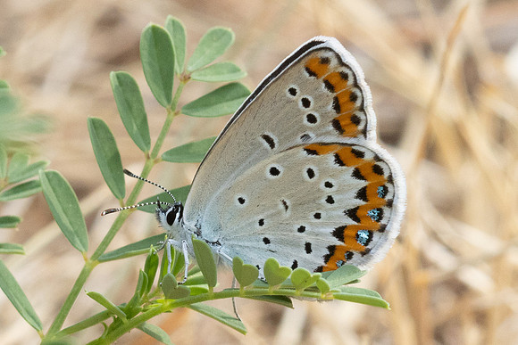Plebejus argyrognomon ♀-9065 - Fontaine -les-Dijon - 13/07/26