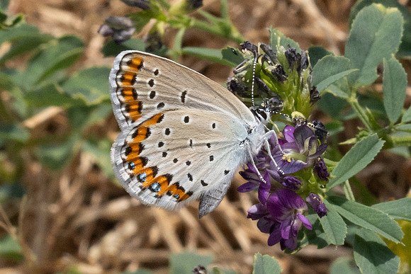 Plebejus argyrognomon-9036 - Fontaine -les-Dijon - 13/07/26