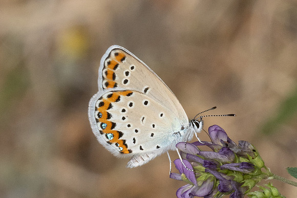 Plebejus argyrognomon-9042 - Fontaine -les-Dijon - 13/07/26