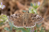 Erynnis tages-9685 - Fontaine les Dijon - 13/07/26