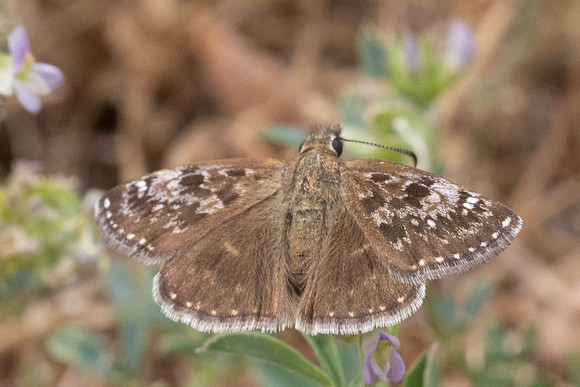 Erynnis tages-9685 - Fontaine les Dijon - 13/07/26