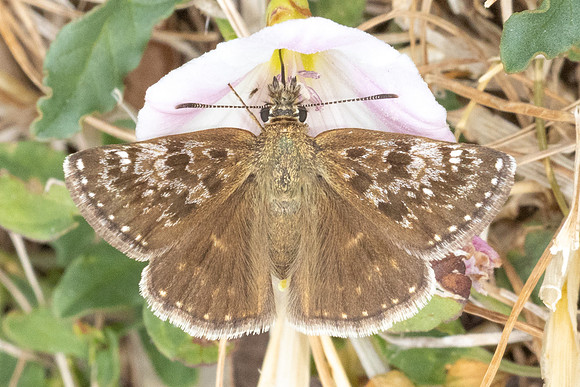 Erynnis tages-9698- Fontaine les Dijon - 13/07/26