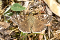 Erynnis tages-9702- Fontaine les Dijon - 13/07/26