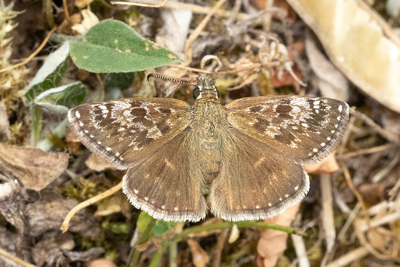 Erynnis tages-9702- Fontaine les Dijon - 13/07/26