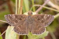 Erynnis tages-9662- Fontaine les Dijon - 13/07/26