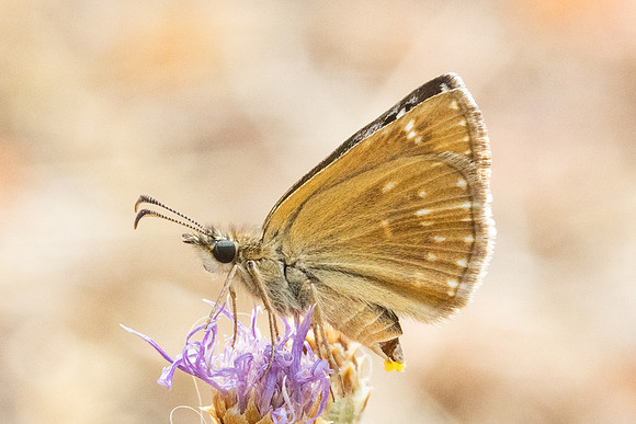 Erynnis tages-9513- Fontaine les Dijon - 13/07/26