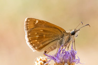 Erynnis tages-9528- Fontaine les Dijon - 13/07/26