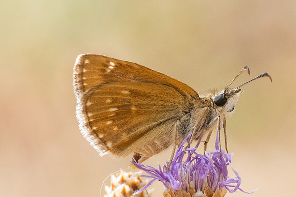 Erynnis tages-9528- Fontaine les Dijon - 13/07/26