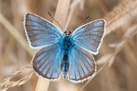 Polyommatus damon-2969 - Fontibre