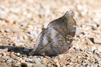 Doleschallia bisaltide-0184 - Chiang Dao - 16/11/23