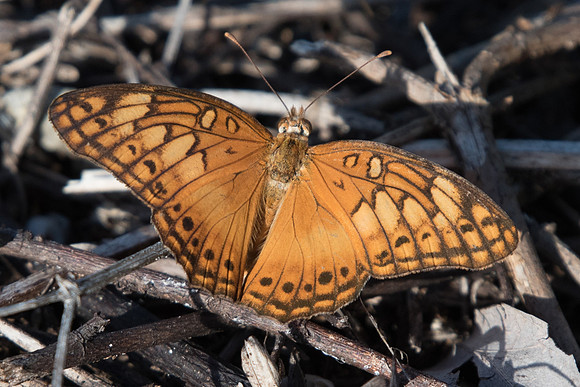 Euptoieta hegesia-0462