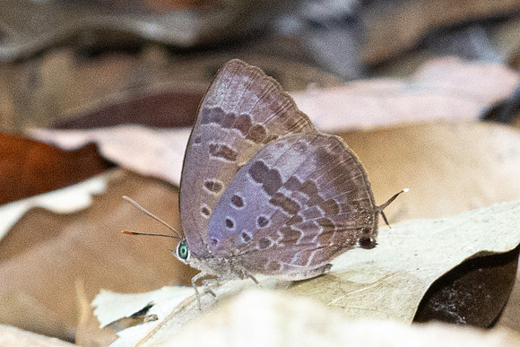 Arhopala agaba--6246 - Doi-Suthep - 26/03/24