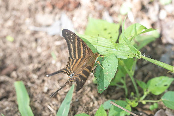 Marpesia chiron-2232
