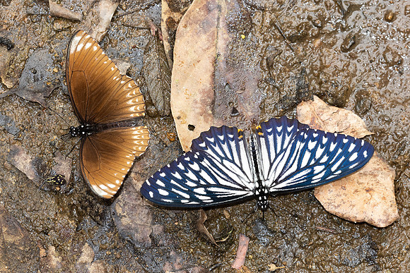 Chilasa clytia clytia -3386 - Chiang Dao - 19/03/24