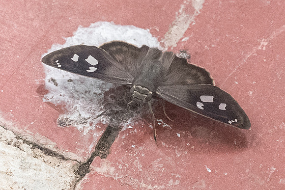 Polygonus leo-2131