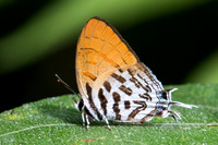 Drupadia ravindra boisduvalii -6094 - Phanom Bencha Mountain - 24/11/23