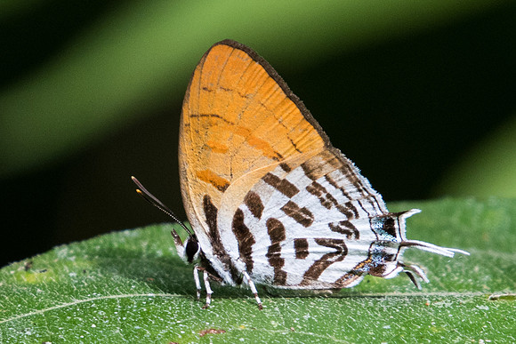 Drupadia ravindra boisduvalii -6094 - Phanom Bencha Mountain - 24/11/23