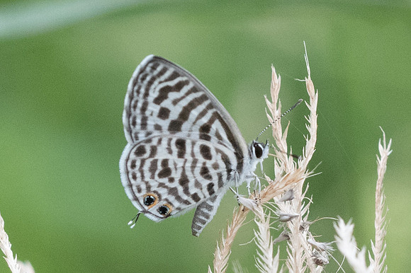Leptotes plinius-4279 - Ancient City - 1/12/23
