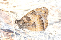 Chazara briseis-0163- Estavar - 24/07/26