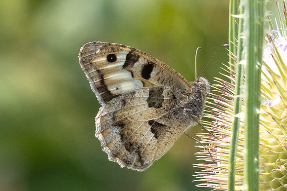 Chazara briseis-0527- Estavar - 24/07/26