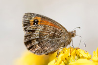 Erebia gorgone-2894- Porté-Puymorens - 27/07/26