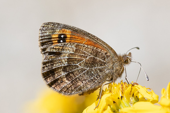 Erebia gorgone-2894- Porté-Puymorens - 27/07/26