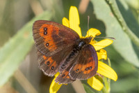 Erebia gorgone-2061 - Porté-Puymorens - 26/07/26
