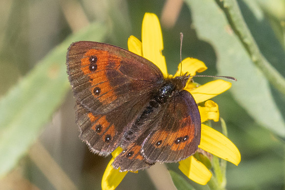 Erebia gorgone-2061 - Porté-Puymorens - 26/07/26