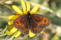 Erebia gorgone-2052- Porté-Puymorens - 26/07/26