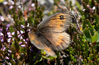 Erebia gorgone-3352- Porté-Puymorens - 28/07/26