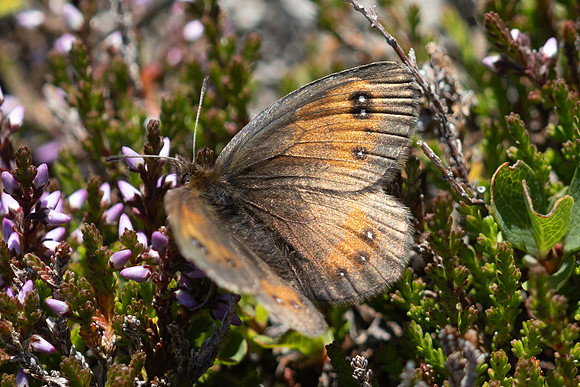 Erebia gorgone-3352- Porté-Puymorens - 28/07/26