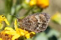 Erebia gorgone-2911- Porté-Puymorens - 27/07/26