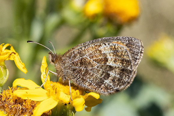 Erebia gorgone-2911- Porté-Puymorens - 27/07/26