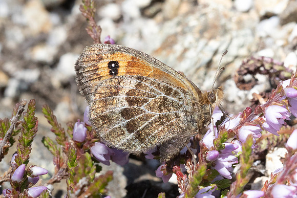 Erebia gorgone-3463- Porté-Puymorens - 28/07/26
