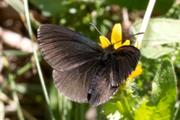 Erebia manto constans-2440- Porté-Puymorens - 27/07/26