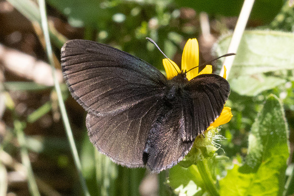 Erebia manto constans-2440- Porté-Puymorens - 27/07/26