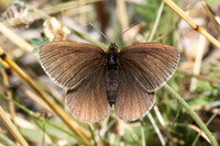 Erebia manto constans-2425- Porté-Puymorens - 27/07/26