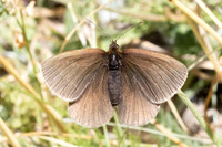 Erebia manto constans-2430- Porté-Puymorens - 27/07/26
