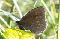 Erebia manto constans-2576- Porté-Puymorens - 27/07/26