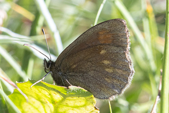 Erebia manto constans-2576- Porté-Puymorens - 27/07/26