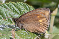 Erebia manto constans-2631- Porté-Puymorens - 27/07/26