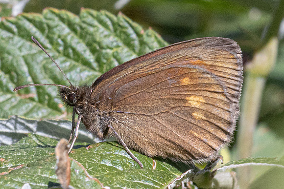 Erebia manto constans-2631- Porté-Puymorens - 27/07/26