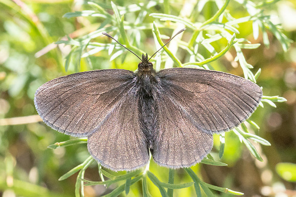 Erebia manto constans-2467- Porté-Puymorens - 27/07/26